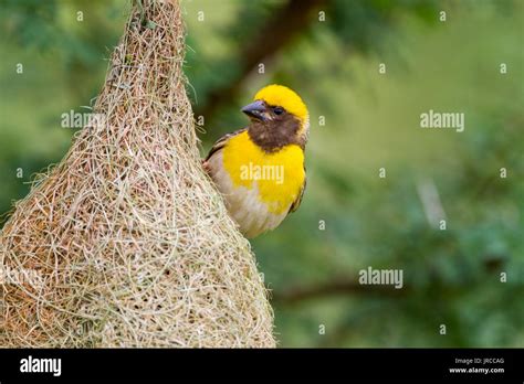 Baya Weaver Ploceus Philippinus Weaving Its Nest Stock Photo Alamy