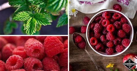 How to Grow Raspberries Indoors - Gardening Channel