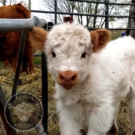 [200 ] Cute Cow Pictures