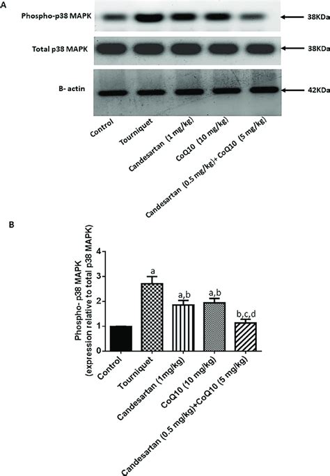 Effect Of Candesartan CoQ10 And Their Combination On Phospho P38 MAPK