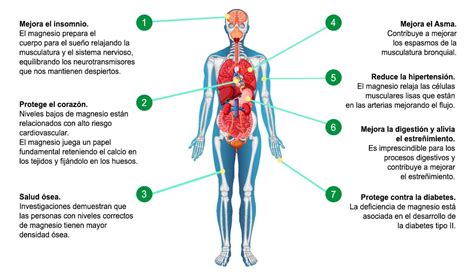 El Magnesio Y Sus Beneficios Vitobest Blog