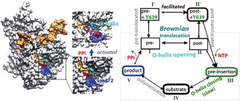 Transcription Elongation Of T Rnap And Mechanochemical Coupling