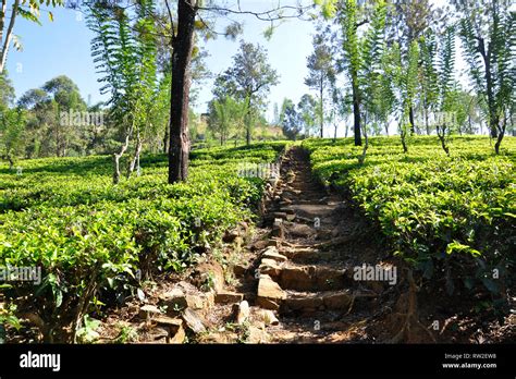 Sri Lanka, Nuwara Eliya, tea plantations Stock Photo - Alamy