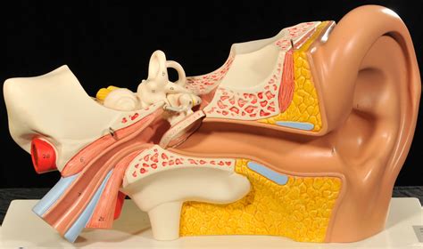 Bio32 Special Senses Ear Diagram Quizlet