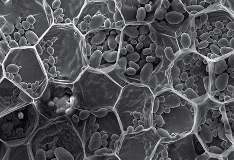 Microstructures Of Plants May Lead To New Bio Inspired Materials