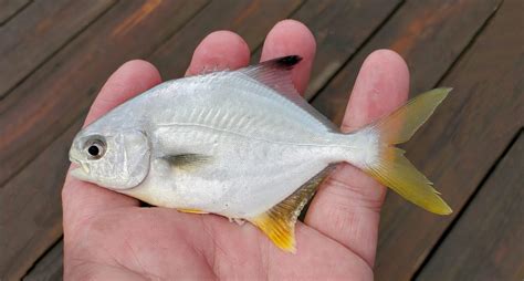 Florida Pompano | Mexican Fish.com