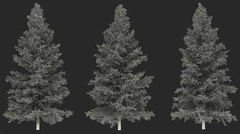 Japanese Larch Tree Yellow 3d Model 49 3ds Blend C4d Fbx Max