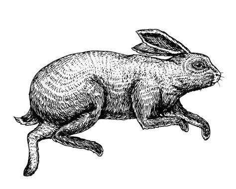 Vintage Line Illustration Rabbit Stock Illustrations 4231 Vintage
