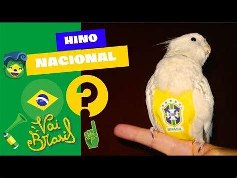 Assobio Calopsita Hino Nacional Youtube