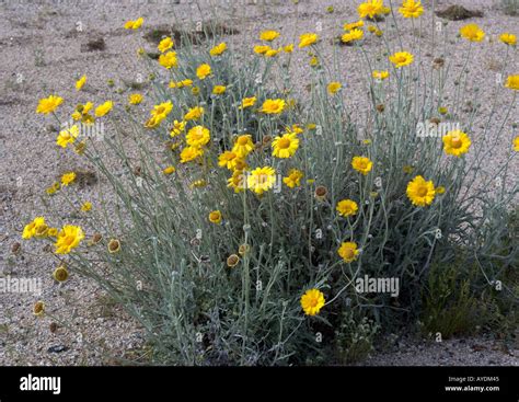 Desert Marigold