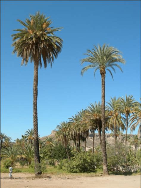 Old date palms at the oasis of La Purísima Baja California Sur