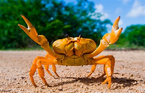 Cangrejos Características Y Tipos De Estos Crustáceos