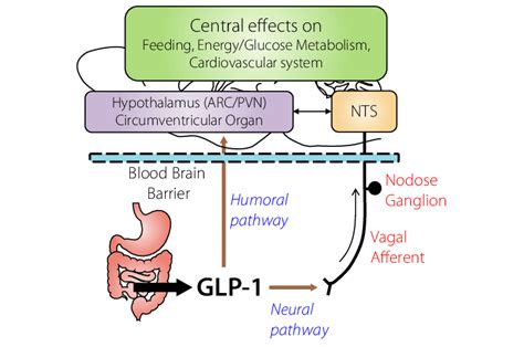 Mechanism Of Action Of GLP 1 Agonists