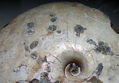 Placenticeras Placenta Fossil Ammonite Upper Cretaceous Flickr