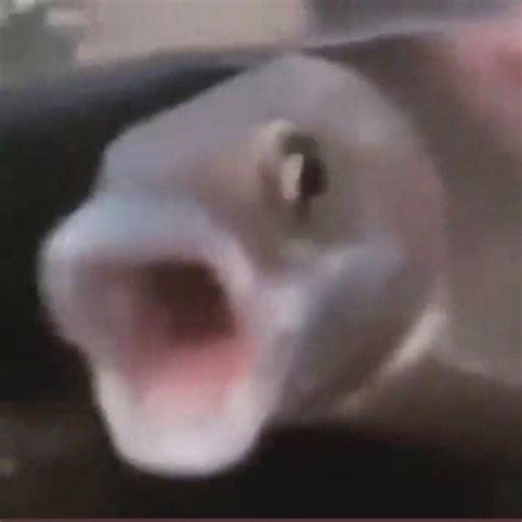 Pog Fish Rtommyinnit