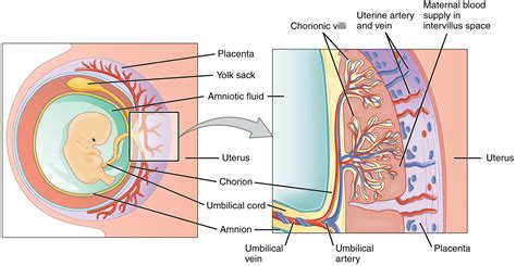 Embryonic Development Anatomy And Physiology