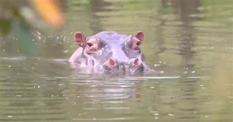 Imported ‘cocaine hippos’ running wild in Colombia