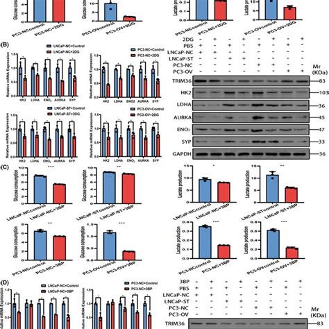 Pharmacological Inhibition Of Hk Blocked Ned Of Pca Cells A Glucose