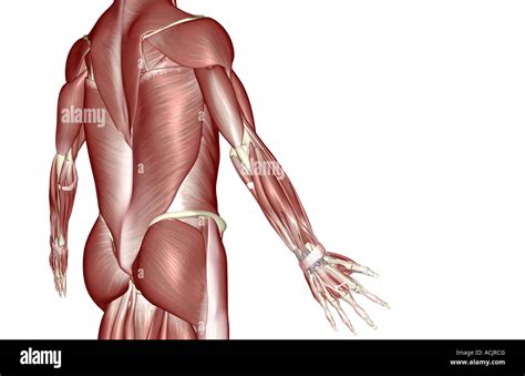 42 Muscles Of The Trunk Diagram