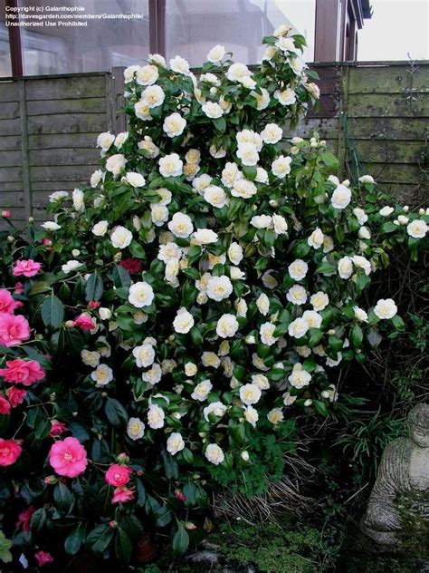 Camellia Japonica ‘brushfields Yellow Kiefer Nursery Trees Shrubs