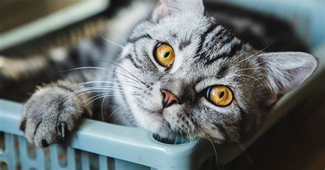 Say “Meow” to the 15 Friendliest Cat Breeds – PureWow