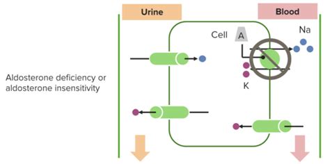 Absolute Hypoaldosteronism (Aldosterone Insensitivity) in Children