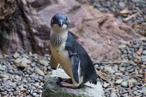 Blue Penguin New Zealand stock image. Image of stones - 34456171