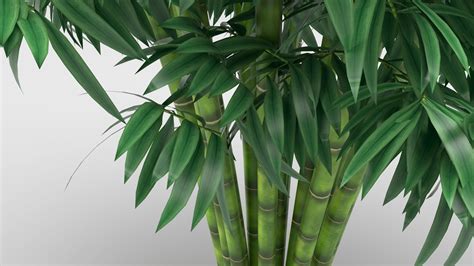 Bamboo Plant 3d Model Cgtrader