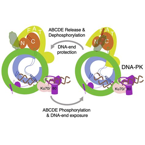 Structure Of An Activated Dna Pk And Its Implications For Nhej