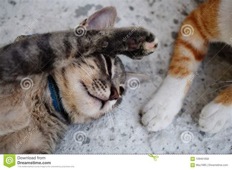 Cierre Gris Del Gato De Gato Atigrado Para Arriba Foto De Archivo