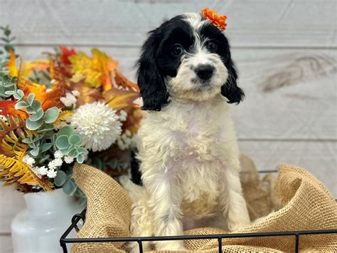 Cavapoo-DOG-Female-Tri-Colored-3813572-The Barking Boutique