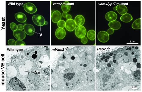 Vacuoles In Mammals ScienceOpen