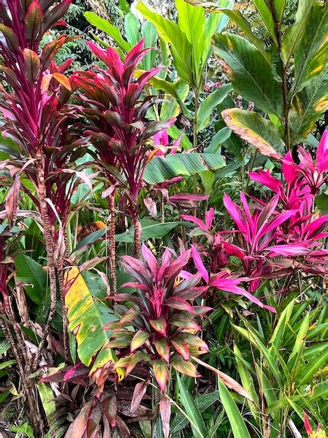 Uma Planta Folhas Vermelhas Brilhantes Cordyline Fruticosa Rubra