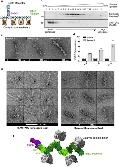 Caspase 8 Filament Formation Is Nucleated By Fadd A Schematic