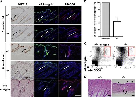 Hair Follicle Stem Cells Provide A Functional Niche For Melanocyte Stem