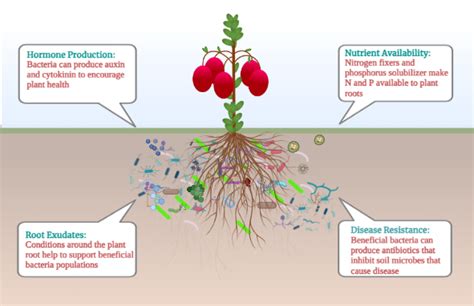 Beneficial Soil Bacteria Role In Agriculture Wisconsin Fruit