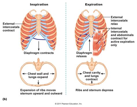 Difference Between Internal And External Intercostal Muscles