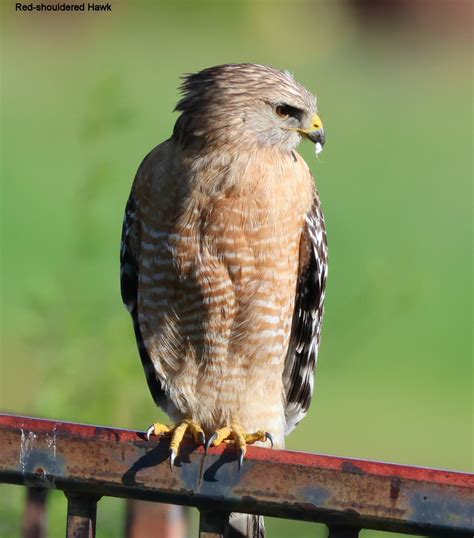 Aa156red Shouldered Hawk Red Shouldered Hawk Spotted At Wi Flickr