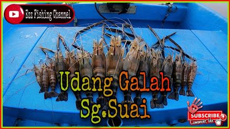 Udang Galah Sg Suai Hujan Keadaan Air Besar Bukan Penghalang