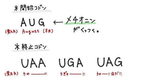 翻訳 Okke