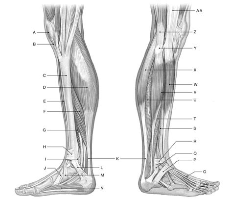 Anatomy Final Exam All Possible Labeling Questions On Medial And