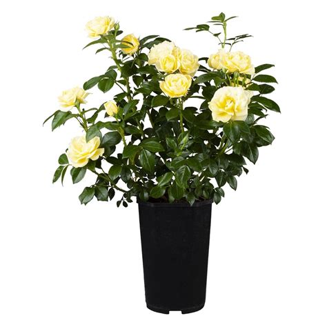 Duftrose Gelb Höhe Ca 20 30 Cm Topf Ca 46 L Rosa Hybride Kaufen