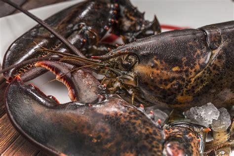 Lobster North Lake Fisheries