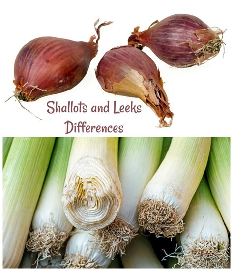 Shallots Vs Onions What Is The Difference And How To Use Them