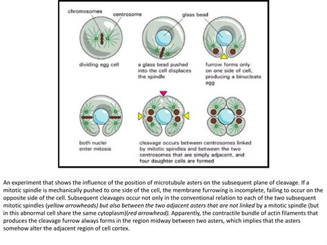 Cytokinesis | PPT