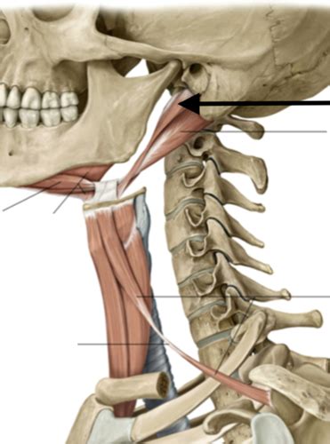 Unit 3 L1 Ant Cervical Triangle Viscera Root Of Neck Flashcards Quizlet