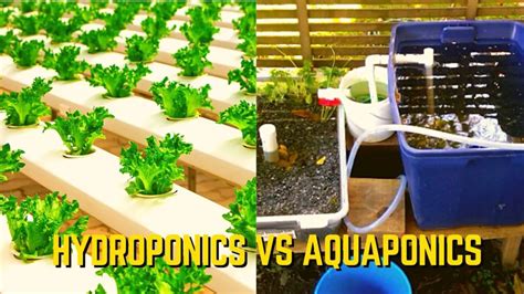 Hydroponics Vs Aquaponics Similarities And Differenceswhich One Is Better