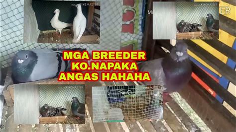 Pina Kita Ko Mga Breedermga Kupal Breeder Ko Sarap Laro Anakhehee