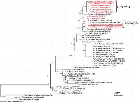 Phylogenetic Tree Of Na Genes Of H1n1 Viruses Isolated Over A 17 Year Download Scientific