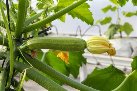 Culture De Courgette Semis Entretien Et R Colte R Ussis